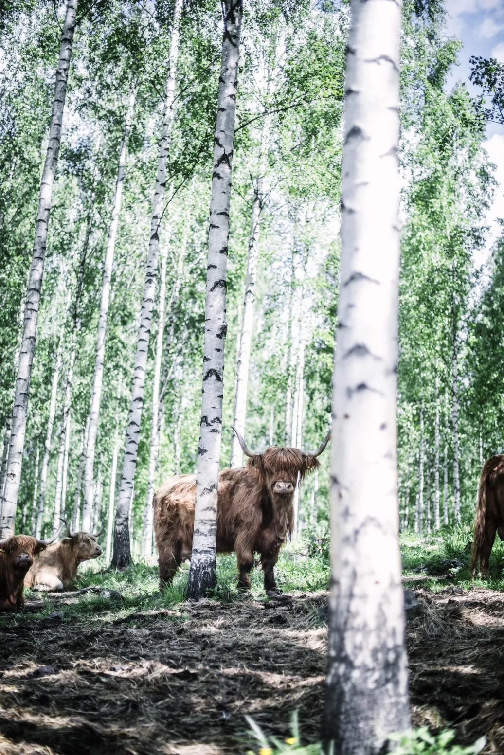 Eat Finland, Culinary Journey Through Finland